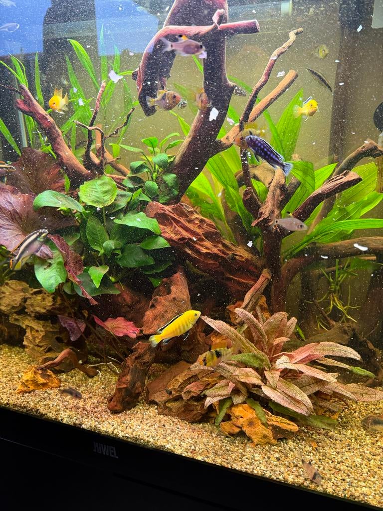 Malawi, bleuparrot, plecos en veel meer, Vis