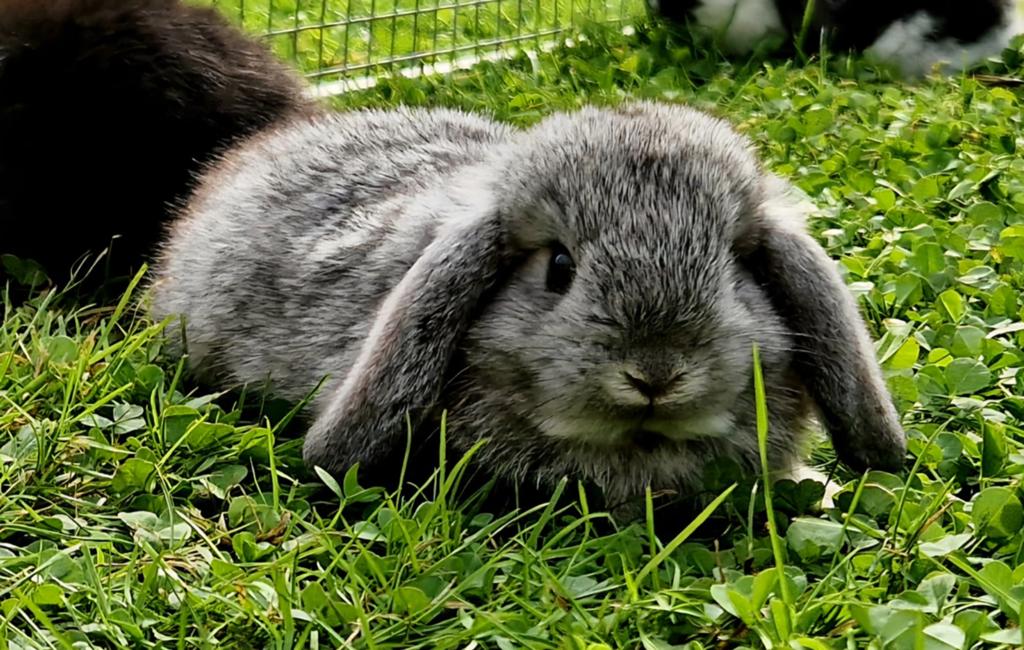 Te koop nederlandse dwerg hangoor konijntjes, Dieren en Toebehoren, Konijnen, Vrouwelijk, Dwerg, Hangoor