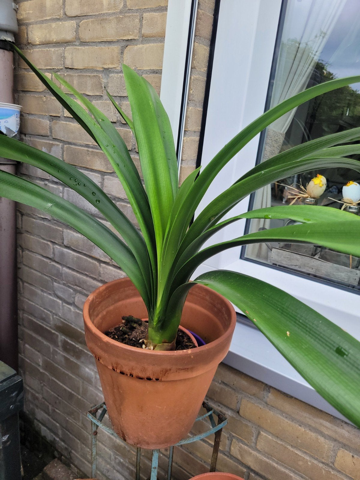 clivia, Ophalen, Overige soorten, Halfschaduw