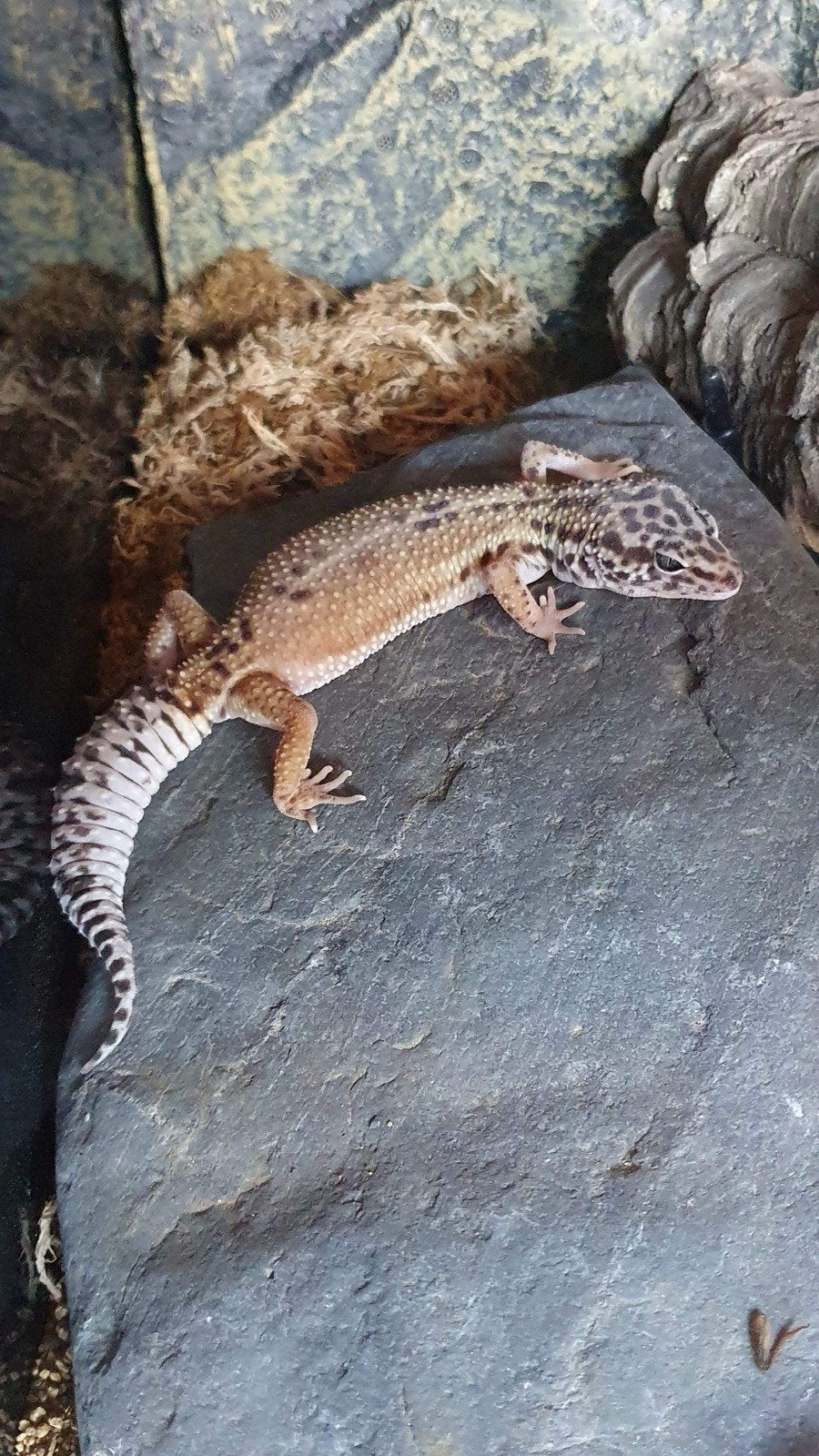 Luipaardgekko met terrarium Leopard Gecko - female for sale from linda