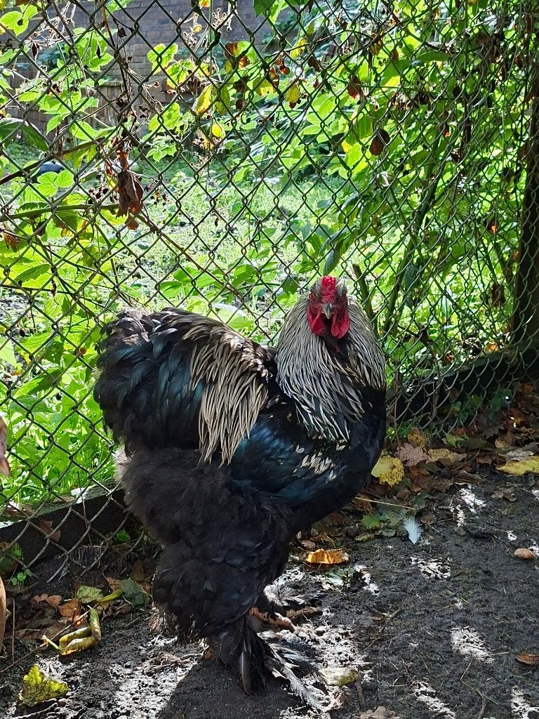 Brahma Haan 4 broertjes, Dieren en Toebehoren, Mannelijk, Kip