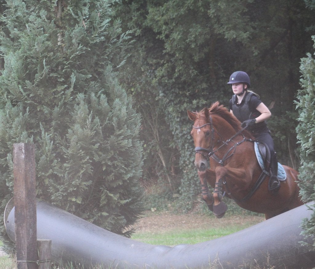 Lieve 11 jarige ruin te koop, Dieren en Toebehoren, Met stamboom, Ruin, M, 160 tot 165 cm