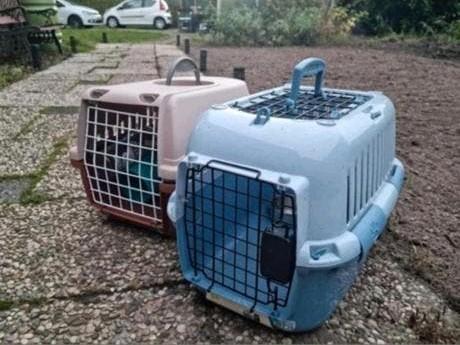 3xKattenbench bench transportbox konijn fret cavia transport, Ophalen of Verzenden, Zo goed als nieuw