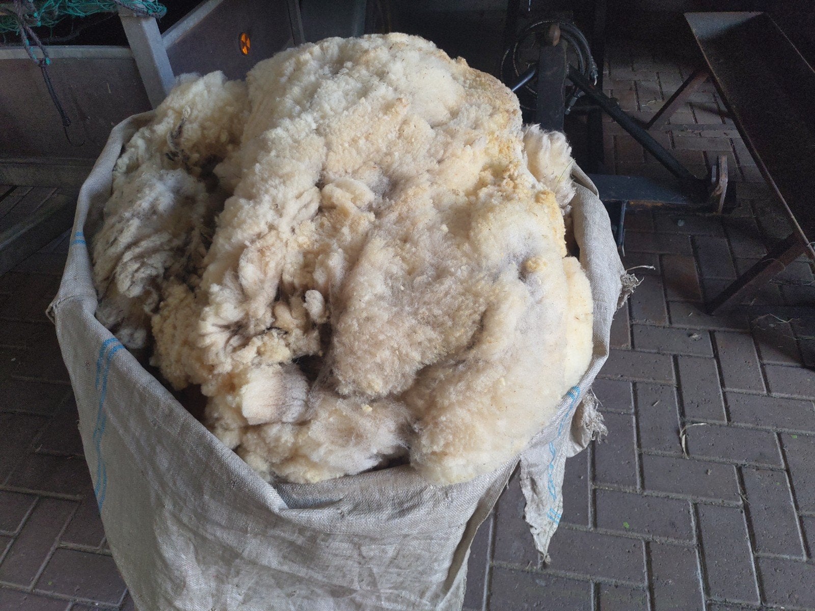 Texelaar schapenwol., Ophalen, Nieuw, Spinwol