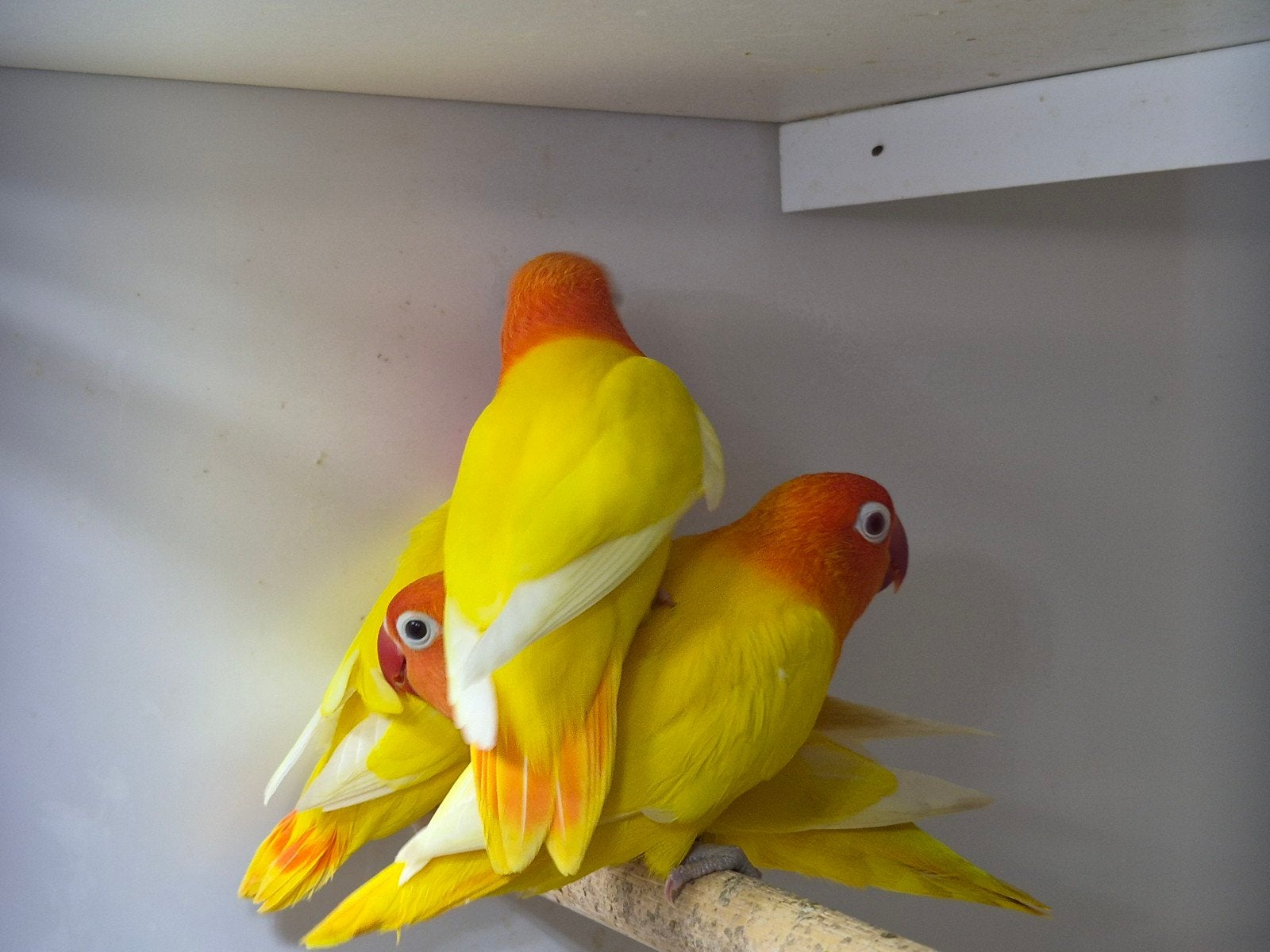 Jongen fischeri agapornis lutino opaline en gele zwart oog, Meerdere dieren, Dwergpapegaai of Agapornis, Geringd