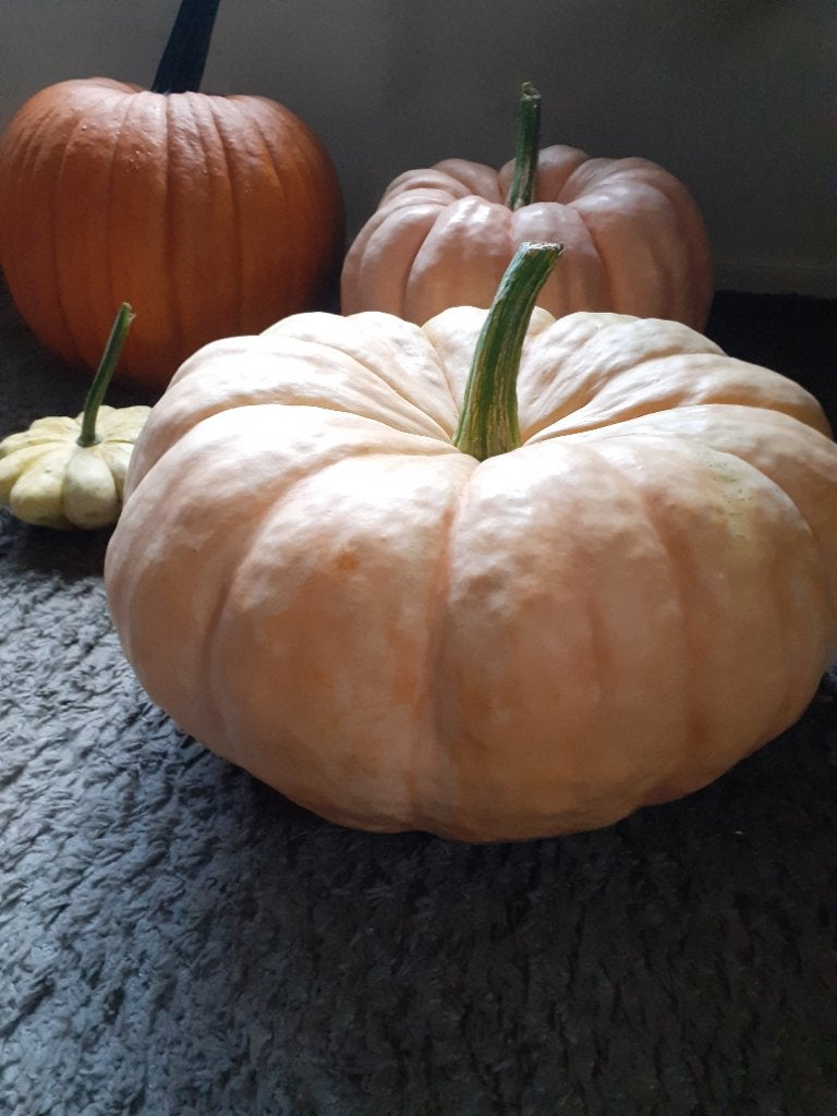 Pompoenen te koop, Ophalen, Nieuw