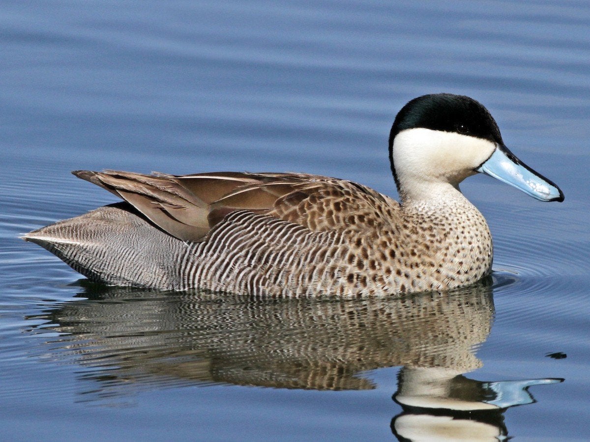 siereenden, Meerdere dieren