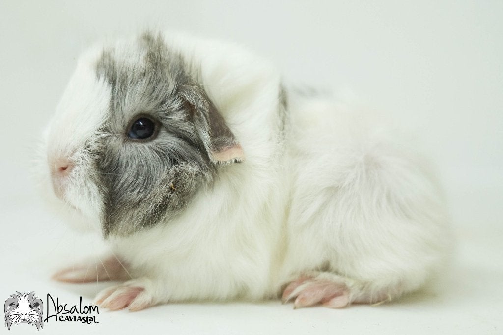Cinnamonagouti witte california choco? peruvian cavia, Dieren en Toebehoren, Knaagdieren, Cavia, Augustus, Mannelijk, Tam