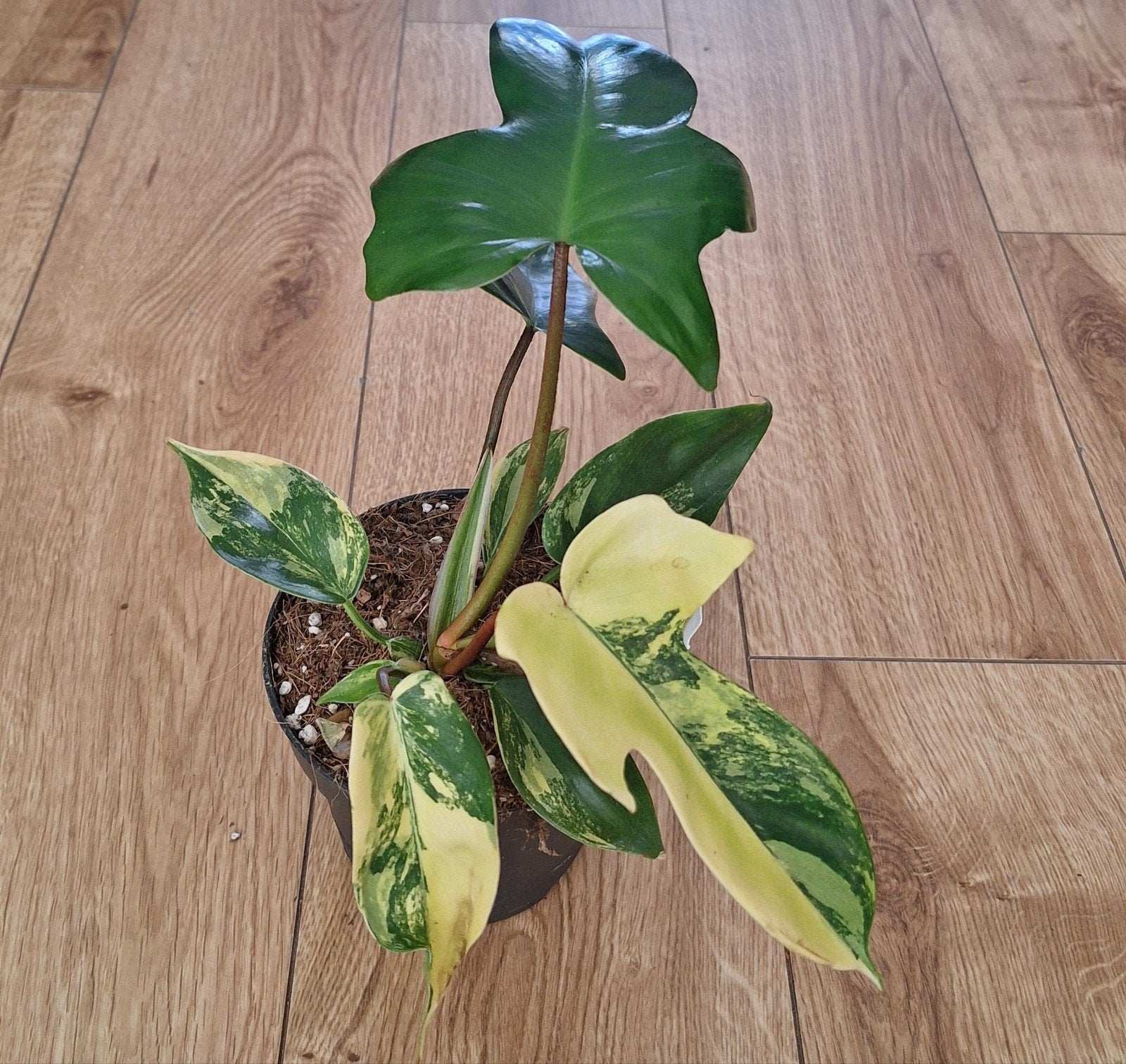 Philodendron florida beauty variegata, Huis en Inrichting, Kamerplanten, Ophalen, Halfschaduw, Minder dan 100 cm