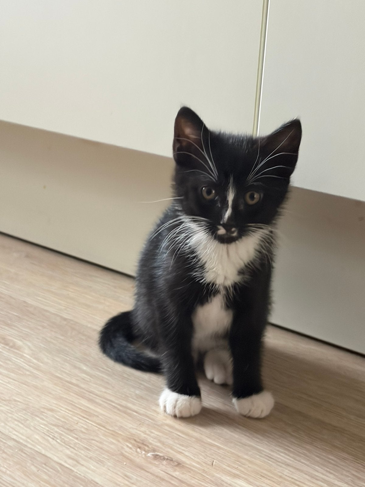 Lief poesje zwart/wit, Dieren en Toebehoren, Katten en Kittens | Overige Katten, Kortharig, Poes, 0 tot 2 jaar