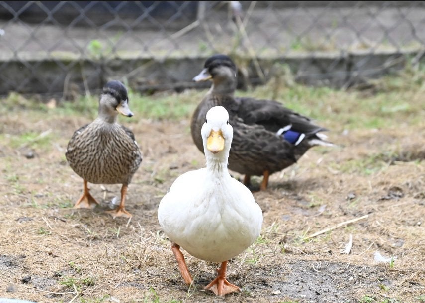 Mooie kwakers, Dieren en Toebehoren, Mannelijk, Kip