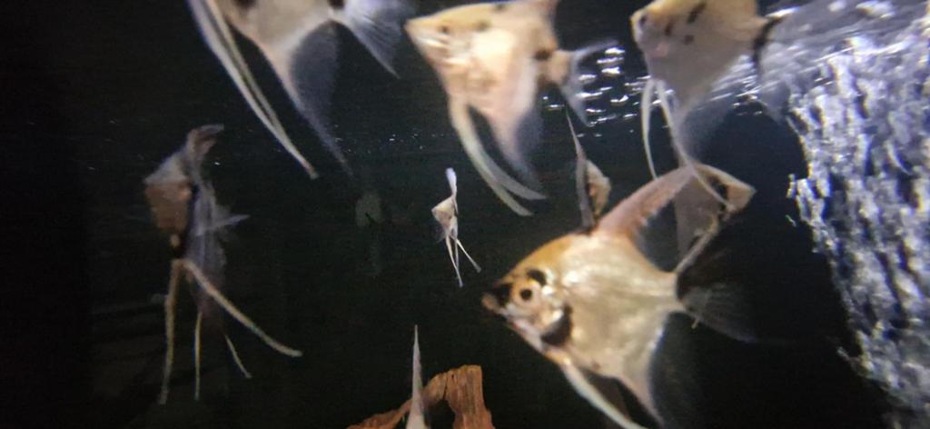 Jonge Koi maanvissen, Dieren en Toebehoren, Vissen | Aquariumvissen, Vis