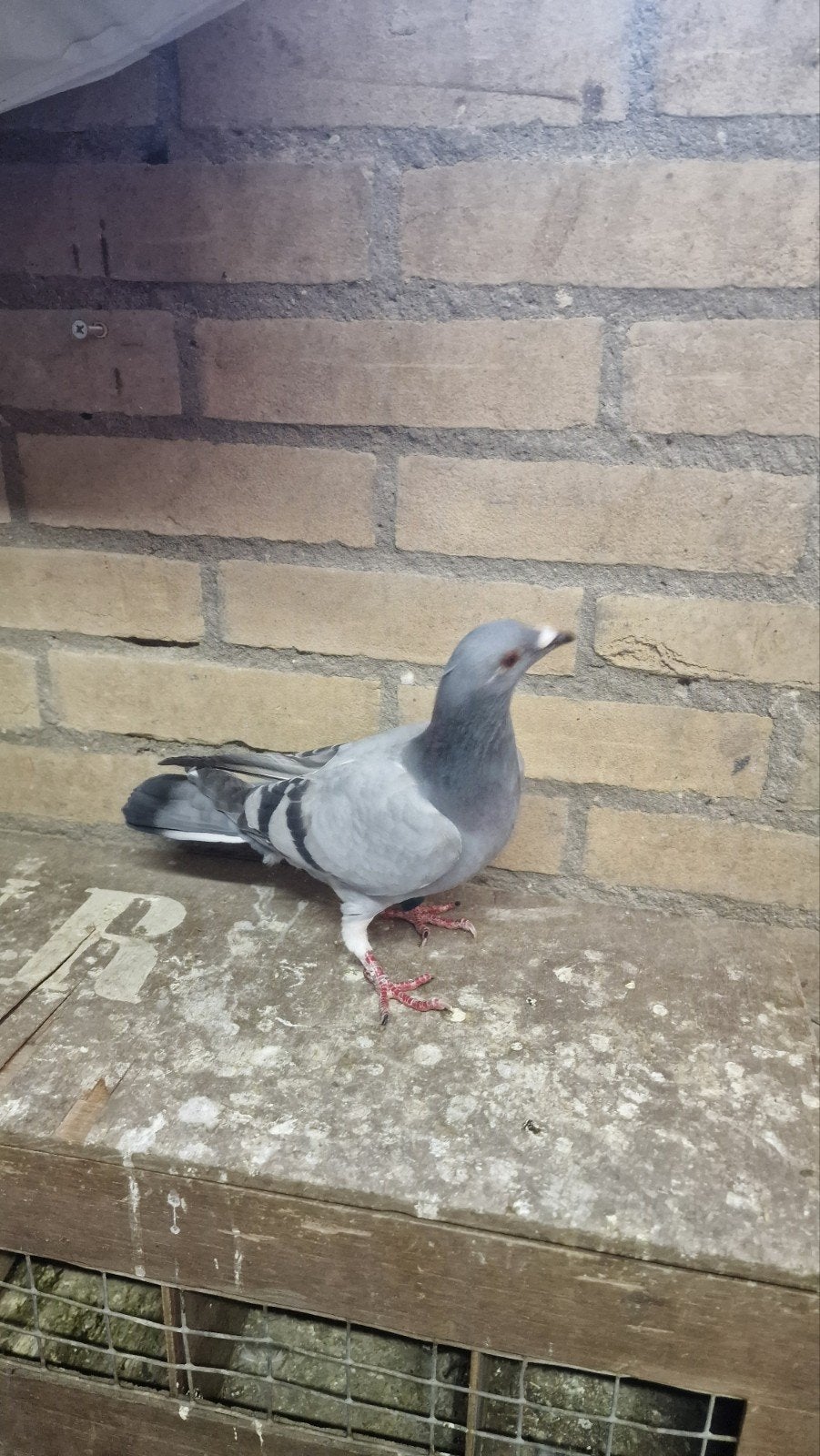 Postduif te koop, Dieren en Toebehoren, Vogels | Duiven, Vrouwelijk, Postduif