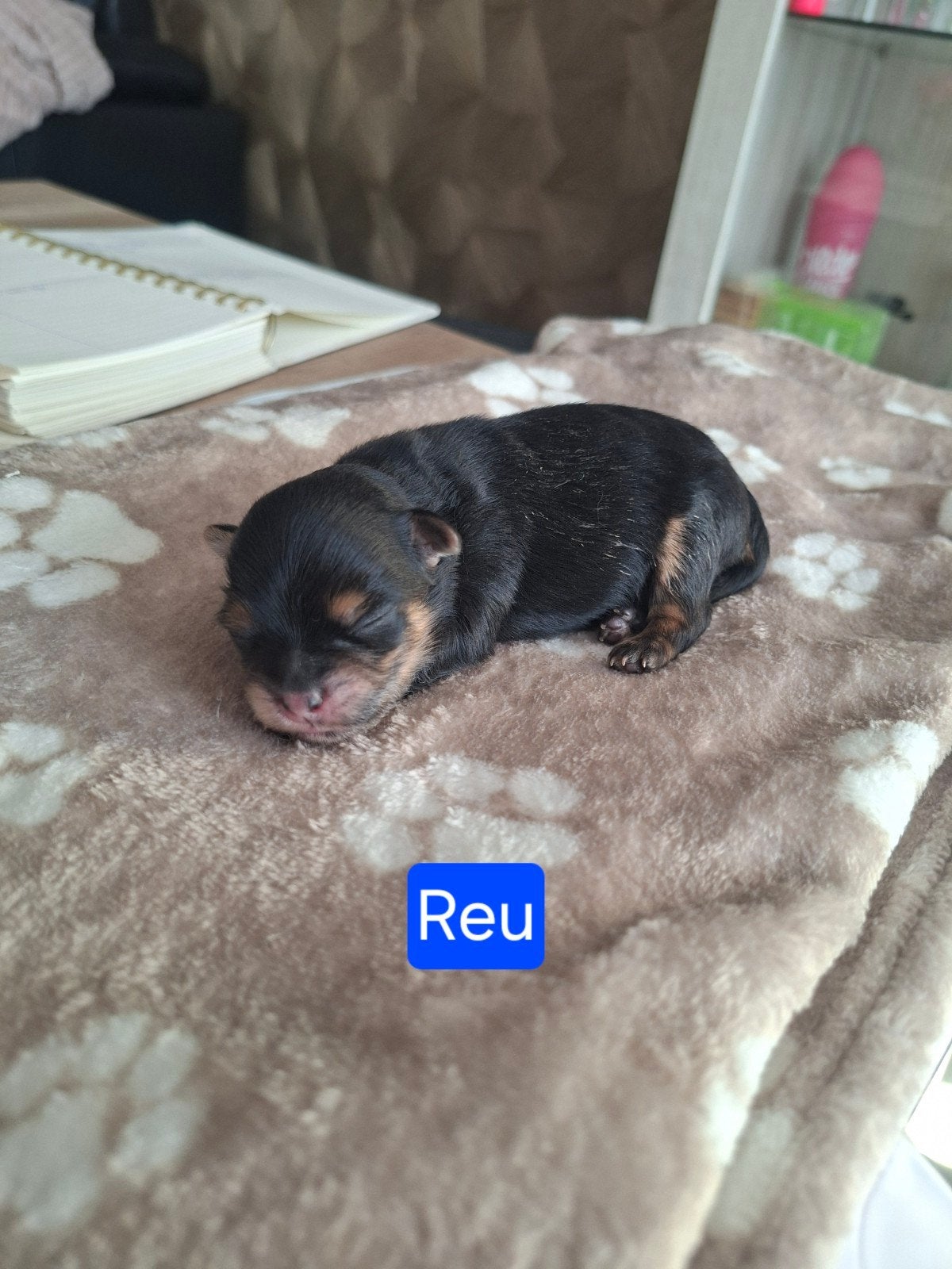 6 prachtige Pomeriaan boomer pups, Dieren en Toebehoren, 8 tot 15 weken, Meerdere, Meerdere dieren, Klein