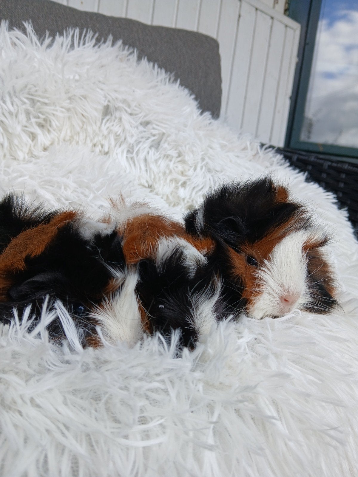 Lieve peruvian caviazeugjes, Dieren en Toebehoren, Knaagdieren, Mei, Vrouwelijk, Cavia