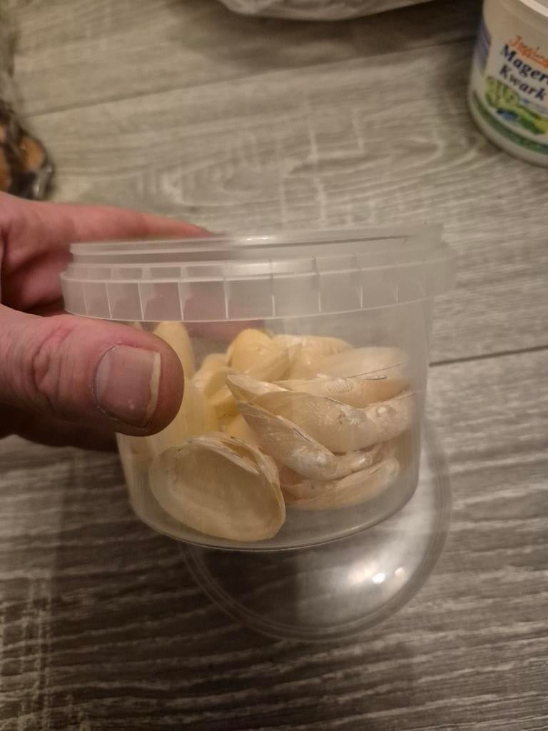 Mooie schelpen voor decoratie of knutselen, Ophalen of Verzenden, Gebruikt
