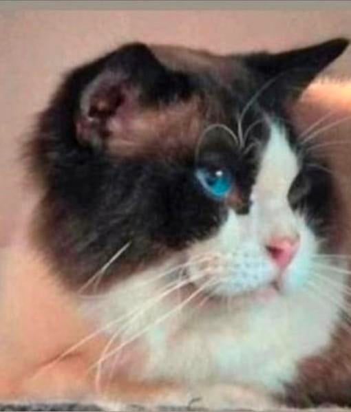 Ragdoll dekkater met stamboom en volledig getest., Dieren en Toebehoren, Katten en Kittens | Raskatten | Langhaar, Kater, Met stamboom