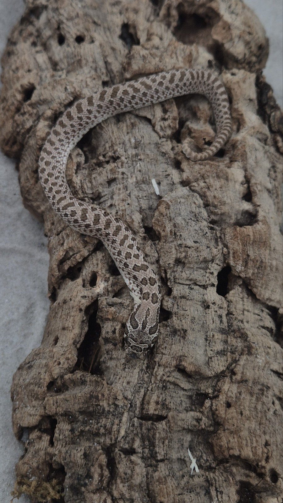 Haakneusslang het maitai Hognose Snake photo 3