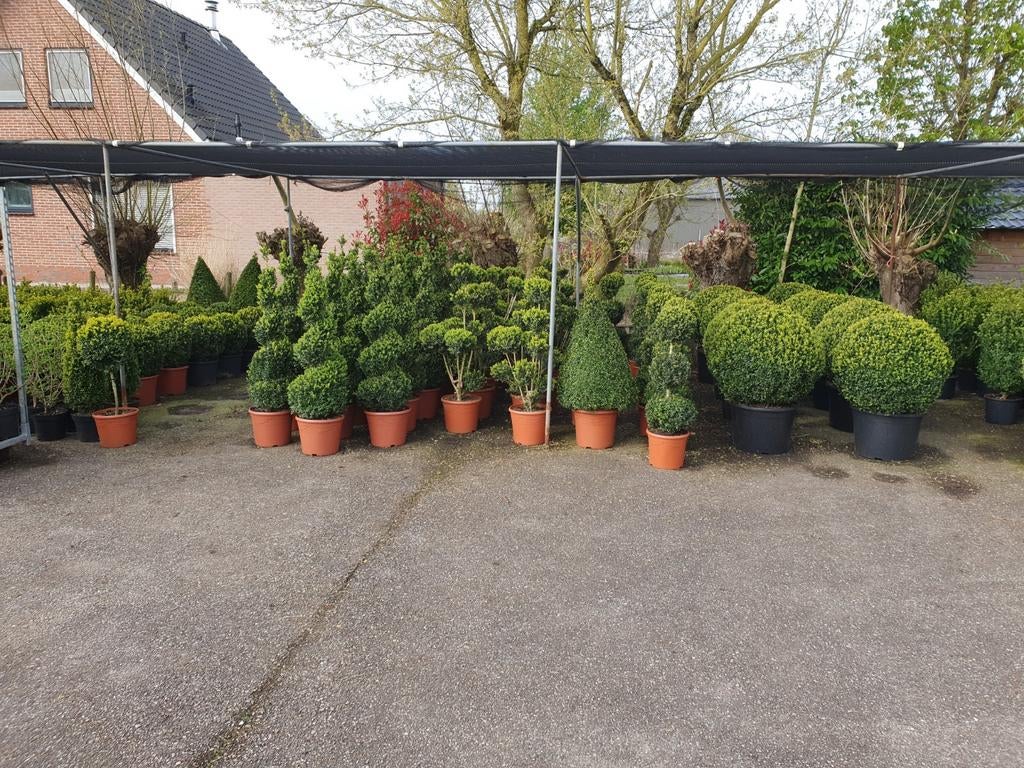 Buxus vormen te koop, Ophalen, Bloeit niet, Overige soorten, Volle zon