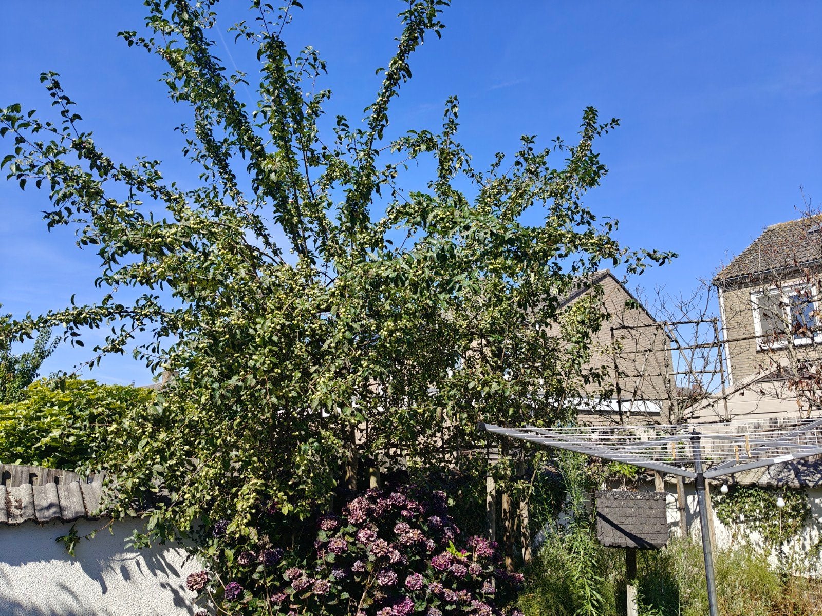 Leiboom Sierappel Leiboom c.q. Malus, Overige soorten, 250 tot 400 cm, Zomer, Ophalen
