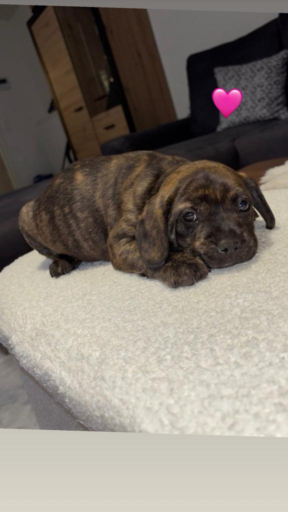 Prachtige Pup te Koop Franse Bulldog x Cocker Spaniël, België, Particulier, 8 tot 15 weken, Teef