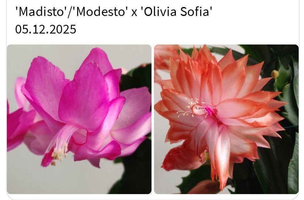 Schlumbergera nieuwe hybride zaadbesje op 1 bladsegment, Verzenden, Halfschaduw, Minder dan 100 cm