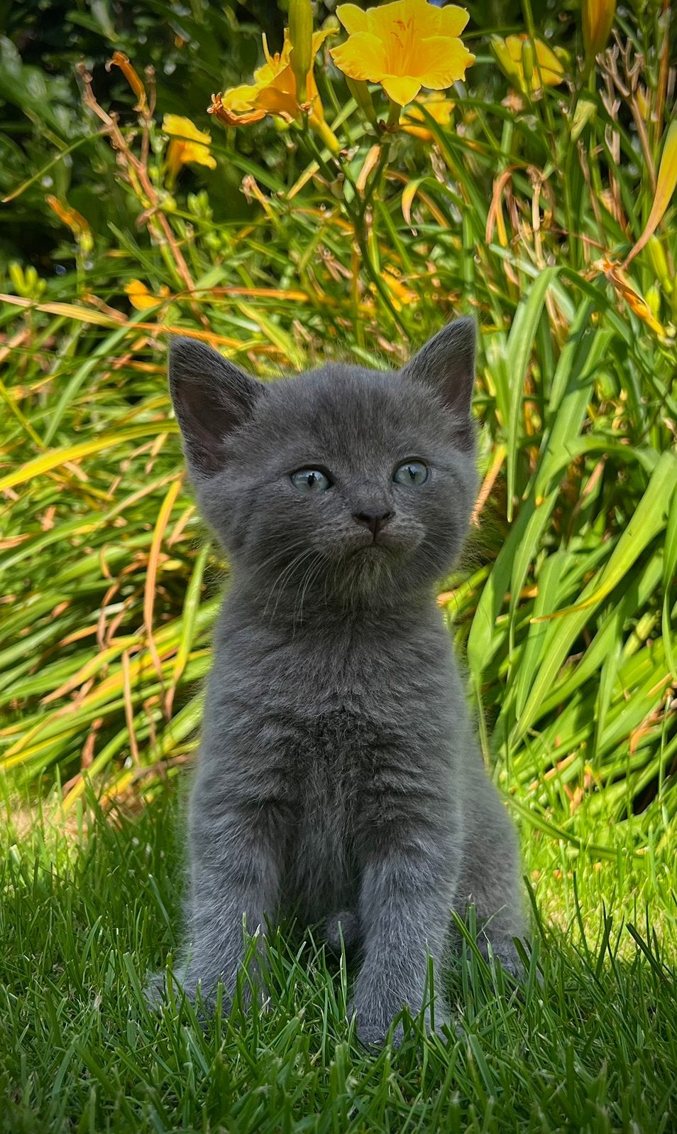 Britse Korthaar/Noorse Boskat kittens, Meerdere dieren, Kortharig, 0 tot 2 jaar