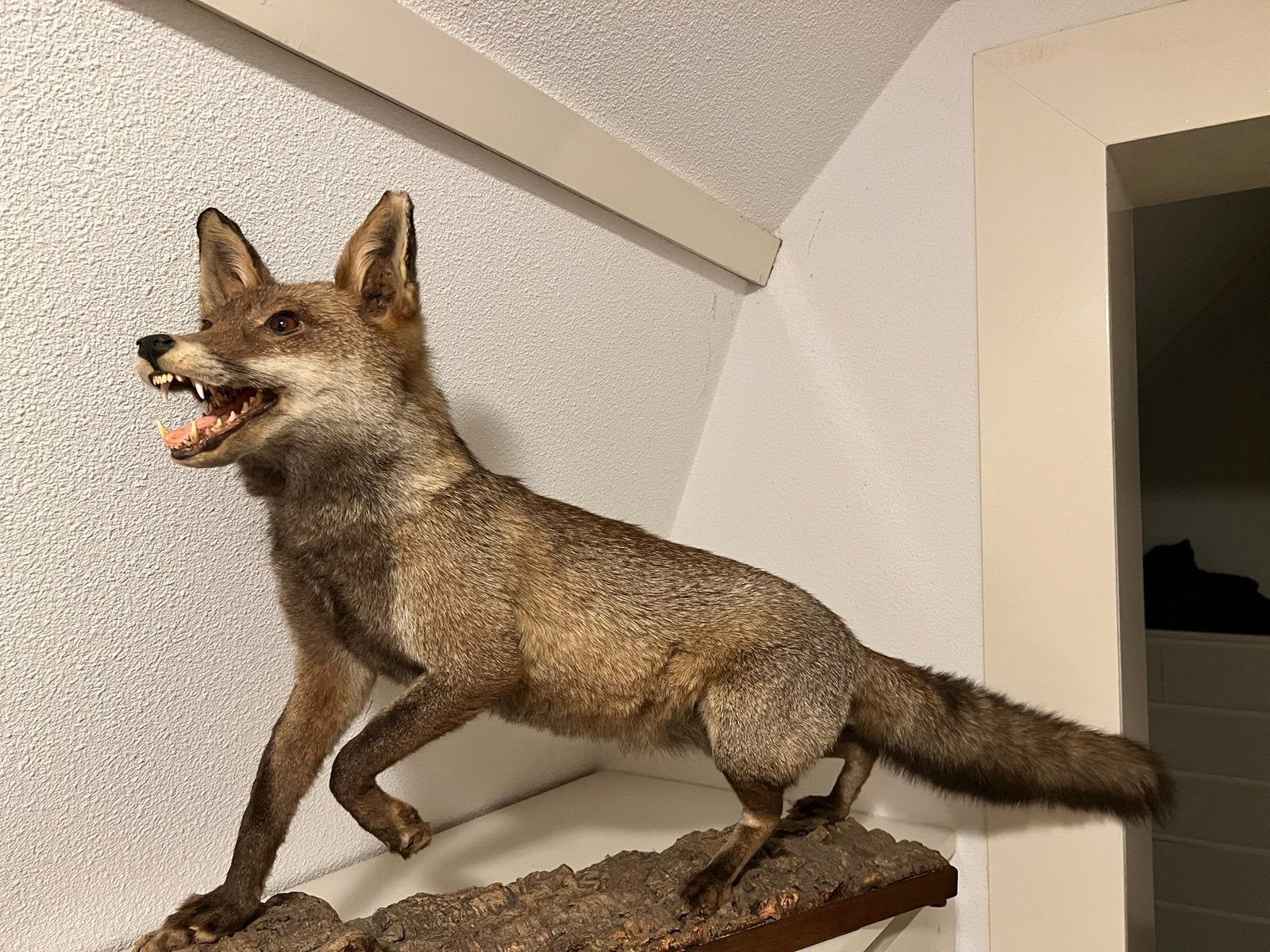 Prachtige opgezette vos - Taxidermie, Ophalen, Zo goed als nieuw, Wild dier, Opgezet dier