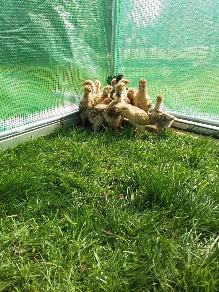 Kuikens brahma x orpington groot van 3 en 26 april, Dieren en Toebehoren, Pluimvee, Geslacht onbekend, Kip
