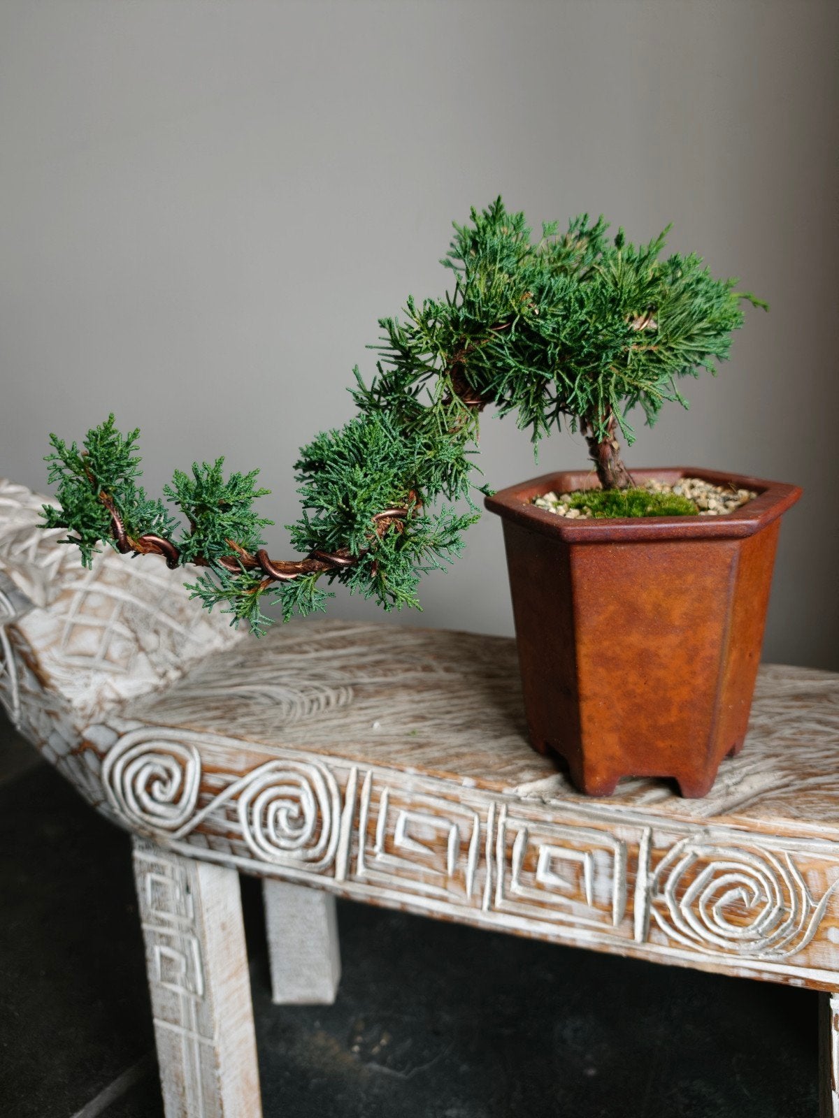 juniperus Chinensis Kyushu Bonsai, Tuin en Terras, Bloeit niet, Halfschaduw, Minder dan 100 cm, Overige soorten