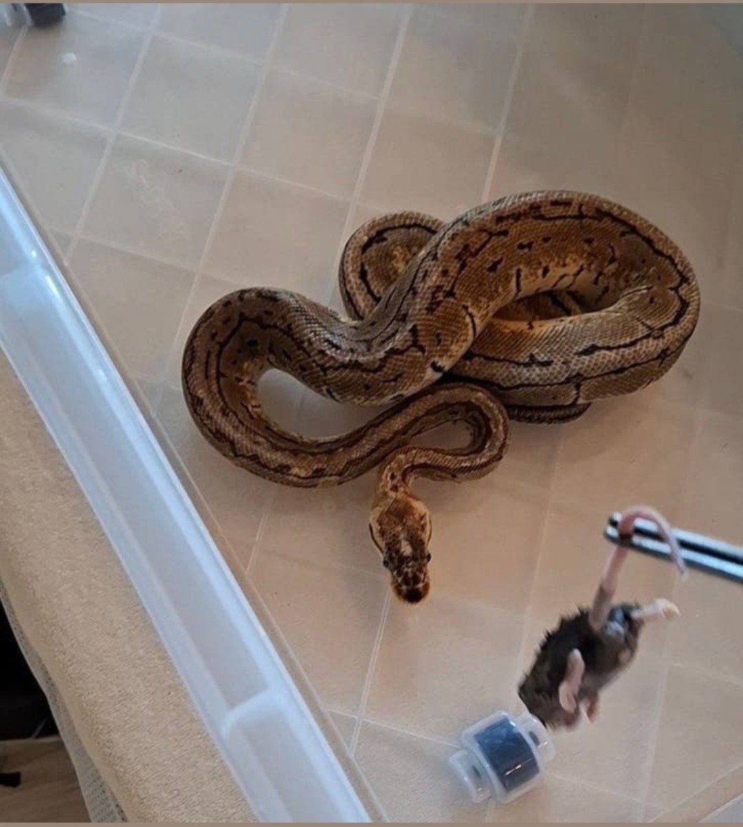Ball Python, Dieren en Toebehoren, Reptielen en Amfibieën, Slang, 3 tot 6 jaar