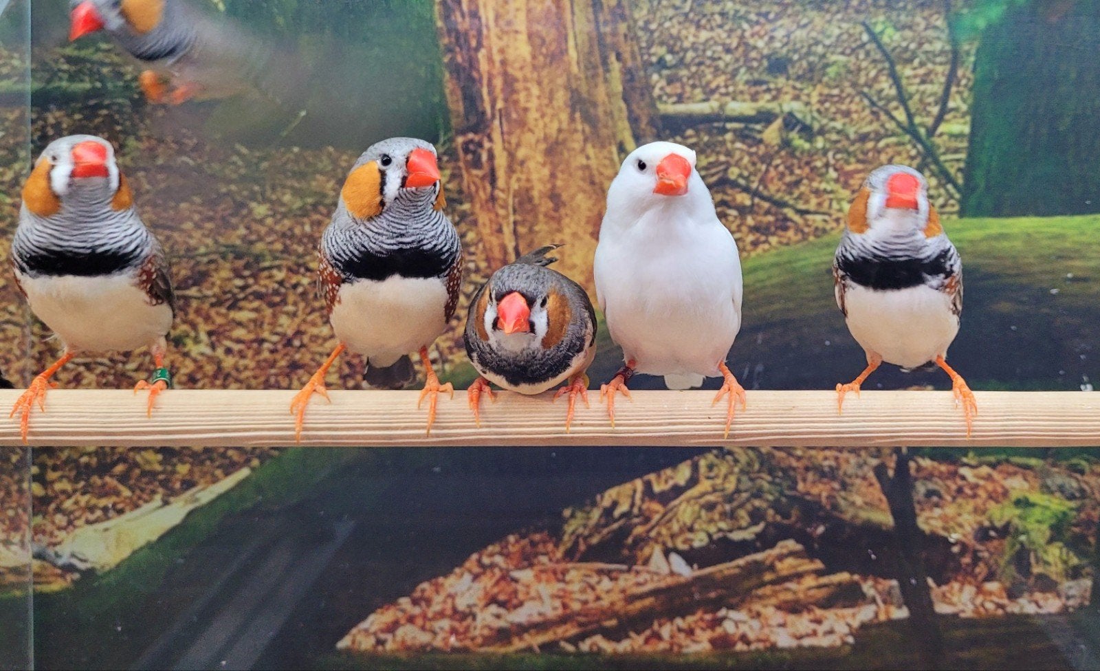 Zebravinken in diverse kleuren., Dieren en Toebehoren, Meerdere dieren
