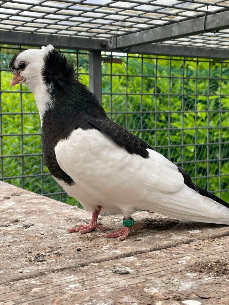 Jonge Felegyhazer Tuimelaar ., Dieren en Toebehoren, Meerdere dieren, Postduif