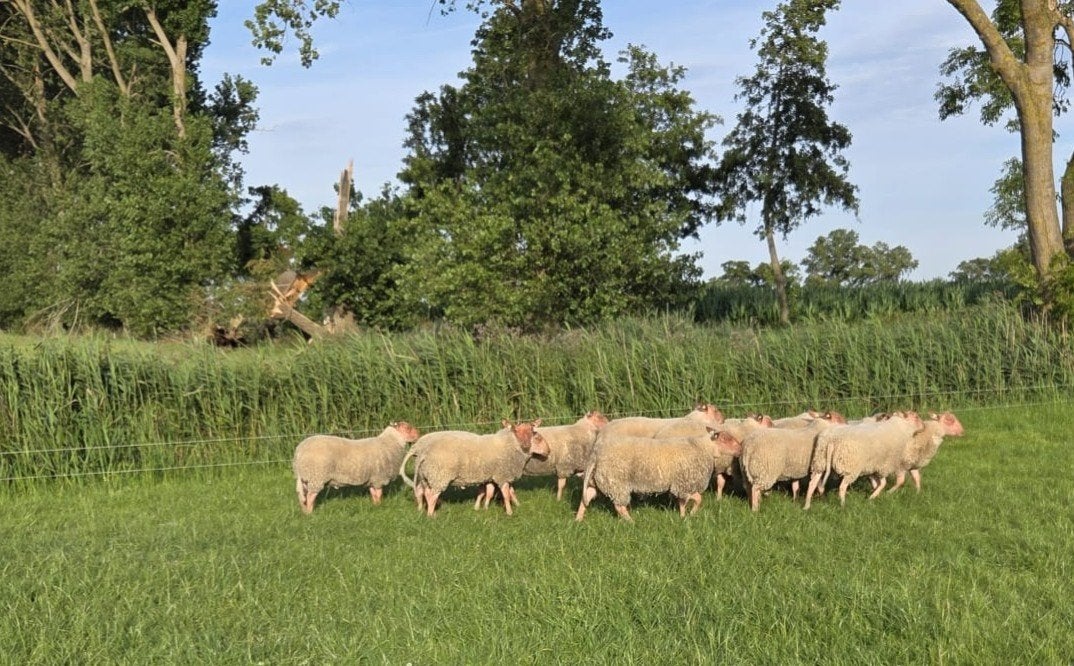 Rouge de L'Ouest dekrammen, Dieren en Toebehoren, Schapen, Geiten en Varkens, Mannelijk, Schaap, 0 tot 2 jaar