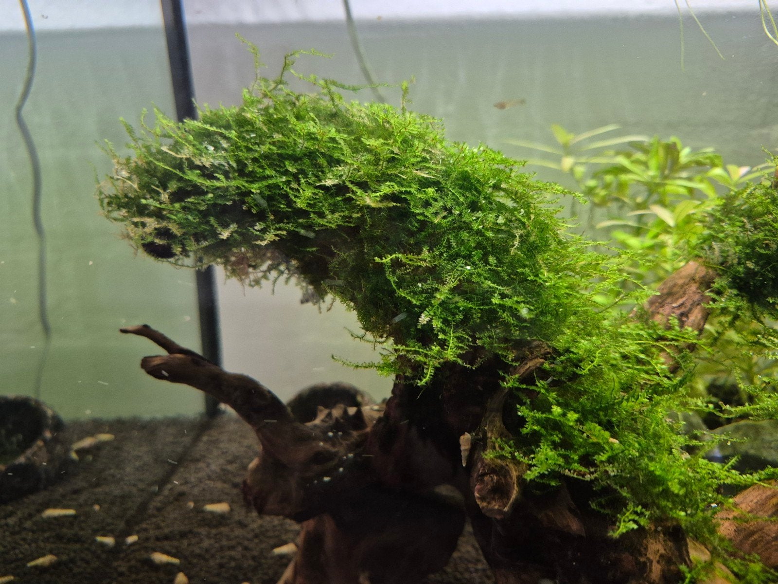 Mos te koop voor aquarium, Ophalen of Verzenden, Overige soorten, Minder dan 100 cm
