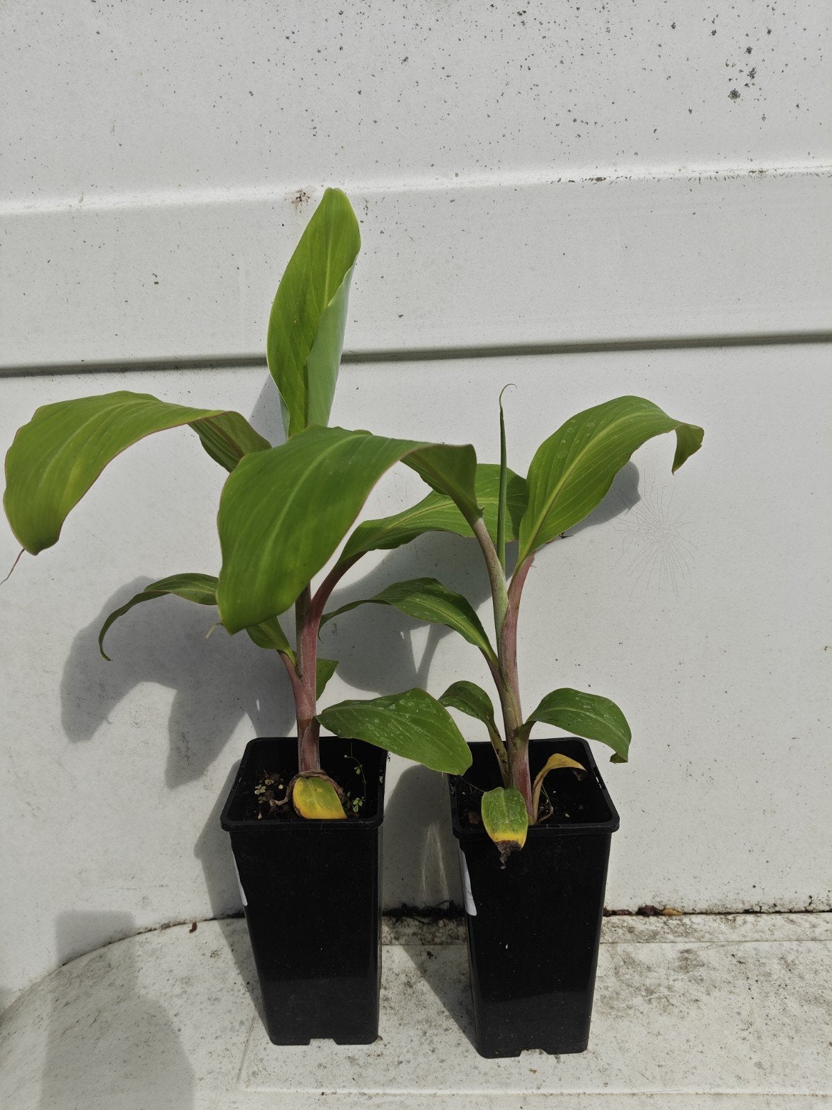 Musa chini champa, Tuin en Terras, Planten | Tuinplanten, Overige soorten, Volle zon, Vaste plant, Ophalen of Verzenden