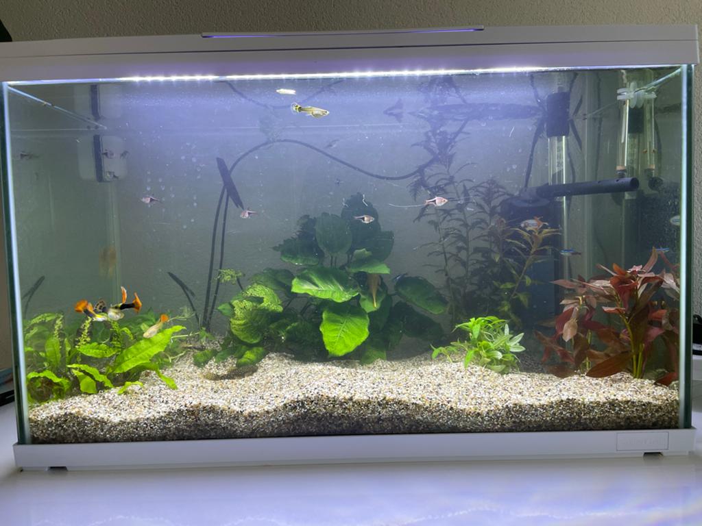 Aquarium +- 100 liter, Dieren en Toebehoren, Vissen | Aquaria en Toebehoren, Ophalen of Verzenden, Leeg aquarium