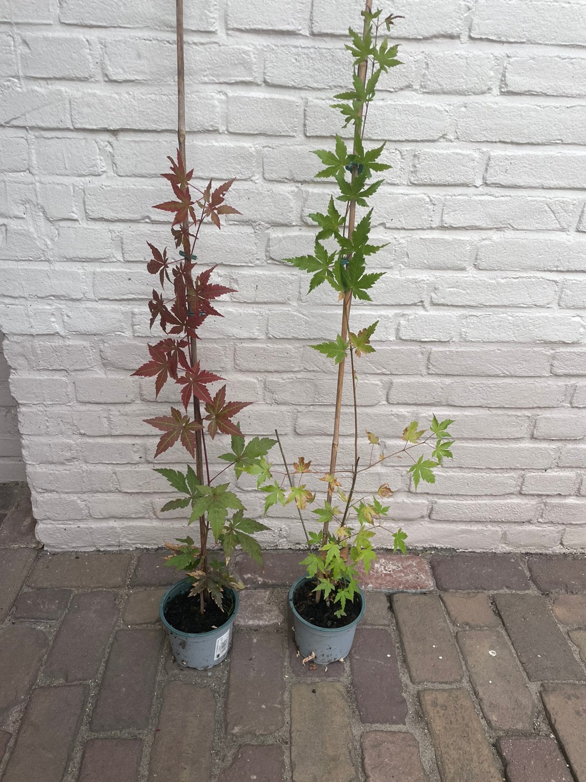 Jonge Japanse Esdoorns, rood  en groen, samen 15 euro, Ophalen, Volle zon, Overige soorten