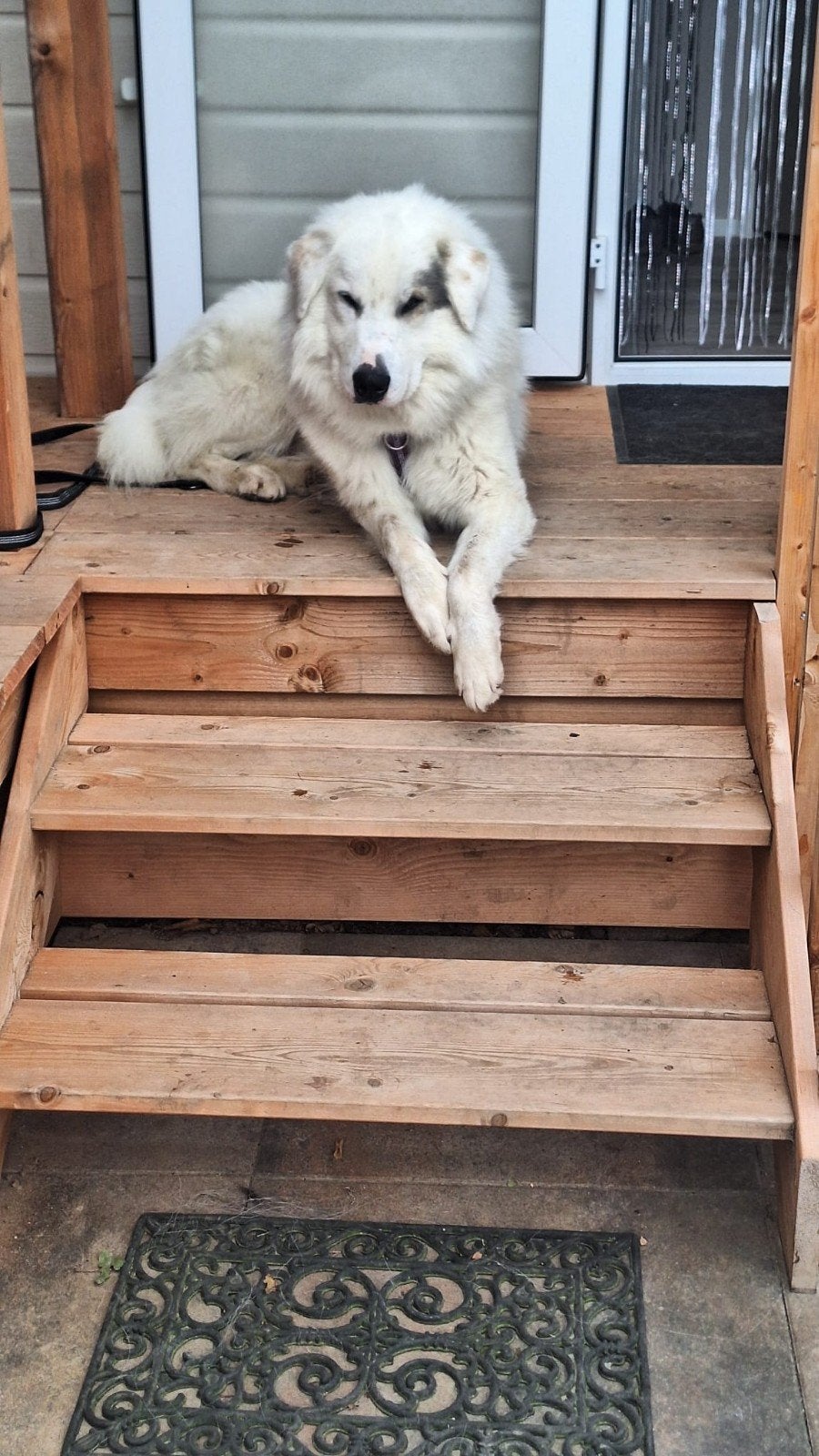 Yuki herplaatser, Particulier, Reu, Buitenland, Eén hond
