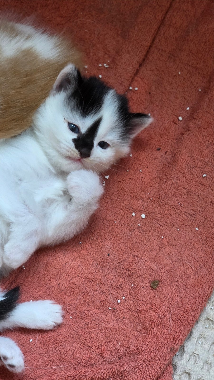 kittens, Meerdere dieren, 0 tot 2 jaar