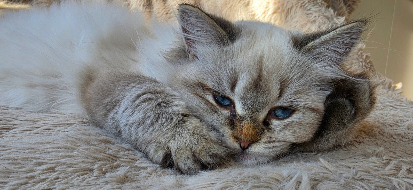 Ragdoll kittens, Poes