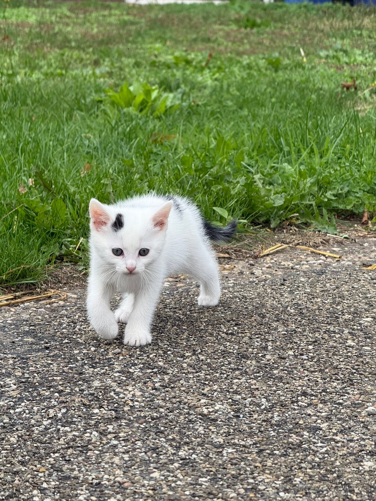 Boerderij kittens, Dieren en Toebehoren, Meerdere dieren, 0 tot 2 jaar