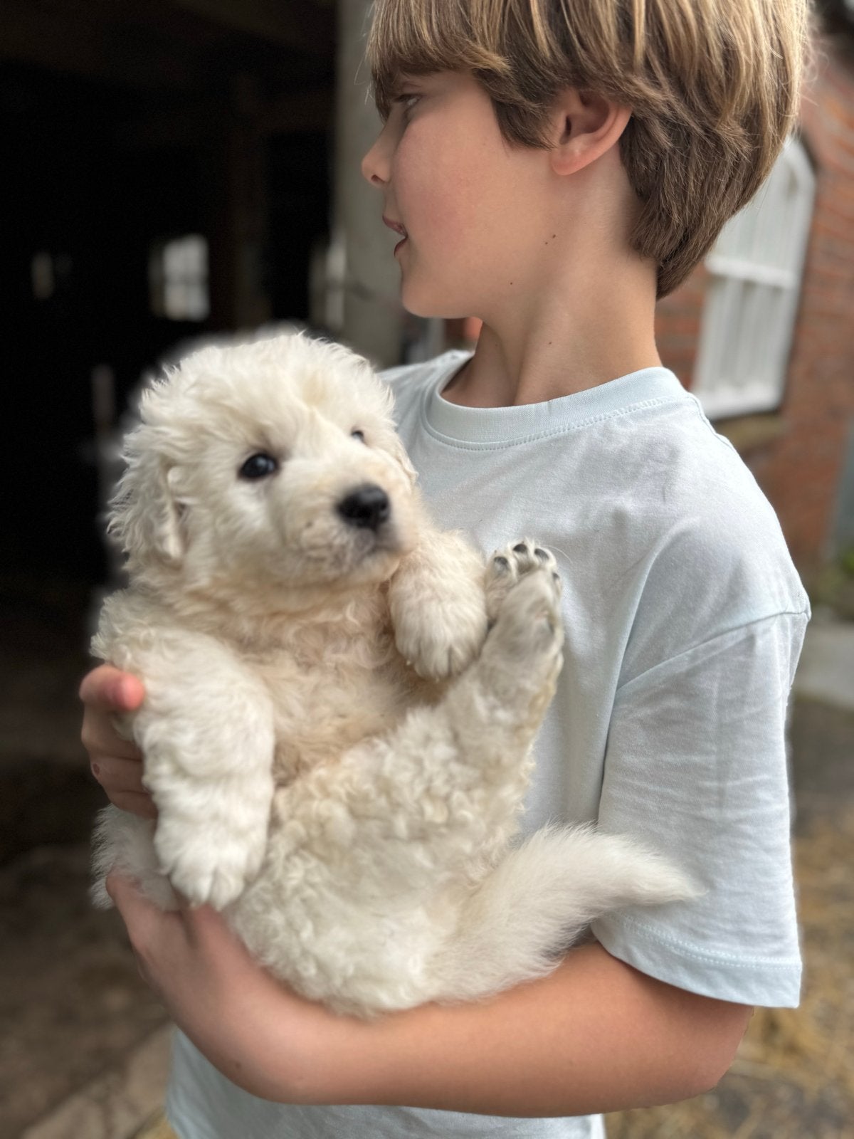 Maremmano Abruzese puppies, Parvo, 8 tot 15 weken, Meerdere, Meerdere dieren