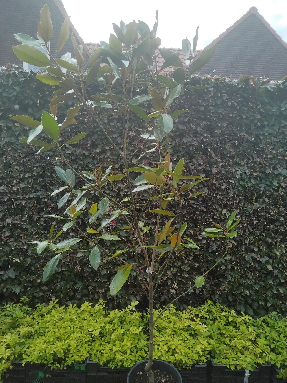 Magnolia grandiflora 'Little Gem', Tuin en Terras, Ophalen, Lente, Volle zon, Overige soorten