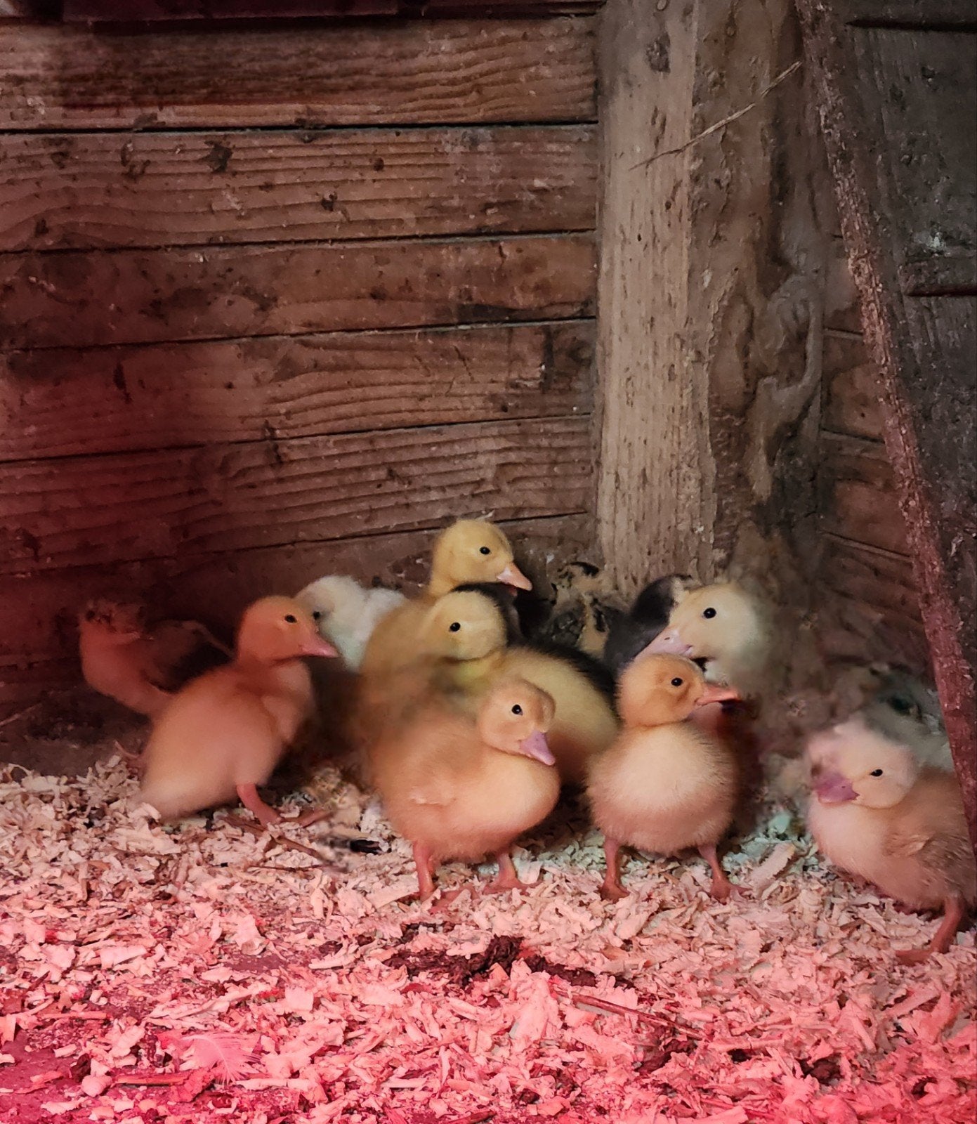 Pekingeend kuikens en Groninger meeuw kuikens, Meerdere dieren, Eend