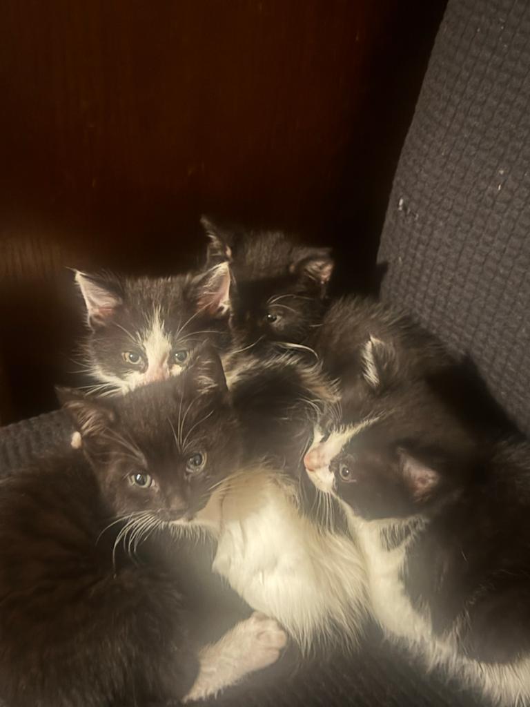 Kittens te koop, Meerdere dieren, Kortharig, 0 tot 2 jaar