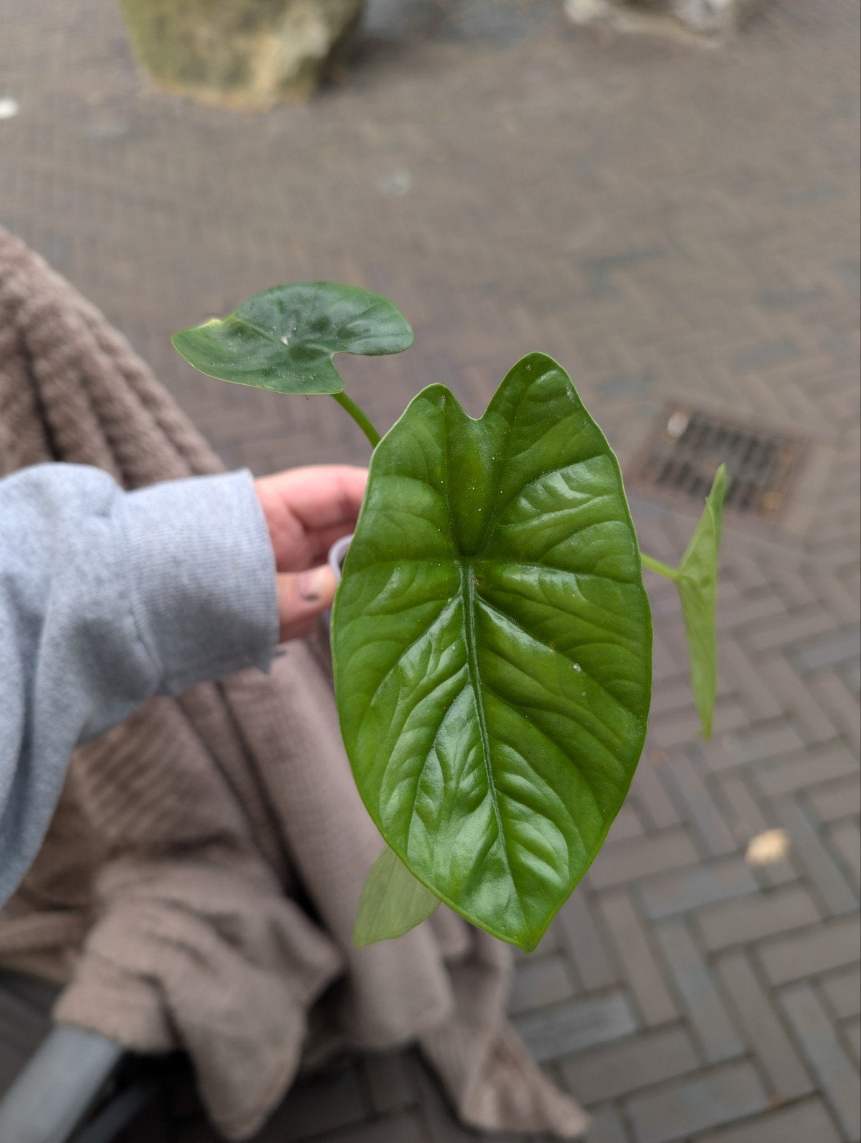 Alocasia Lukiwan Plantje #5, Ophalen of Verzenden, Halfschaduw, Minder dan 100 cm