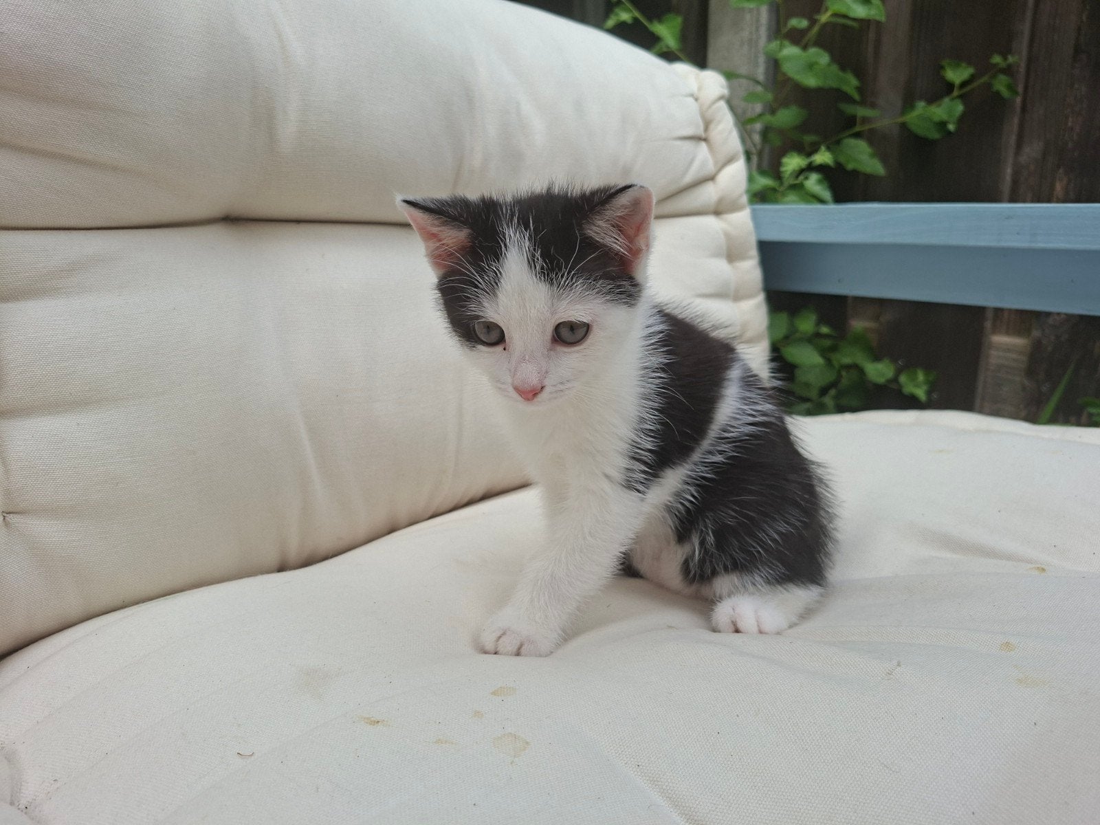 Nestje van 1. Vrouwtje kitten mix Turkse Angora, Poes, Kortharig, 0 tot 2 jaar