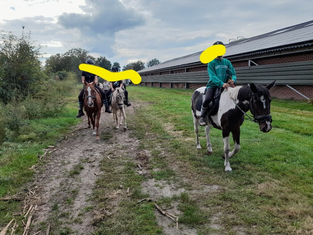 Lease verzorgpony s aangeboden, Dieren en Toebehoren, Ophalen, Nieuw