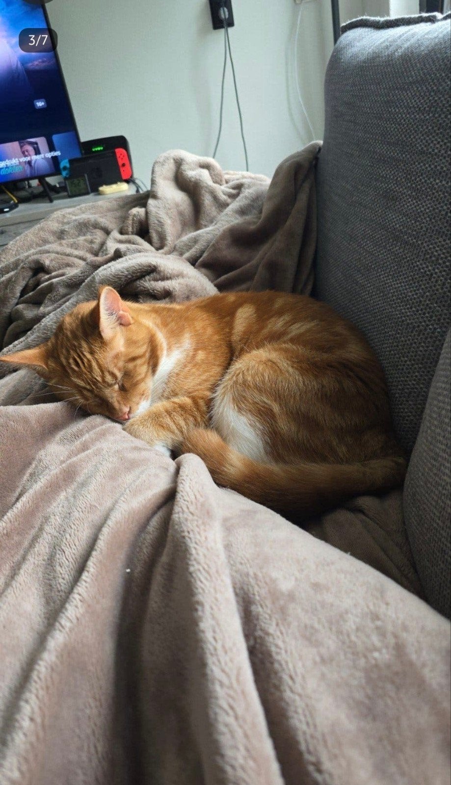 goed tehuis gezocht spoed, Dieren en Toebehoren, Kater